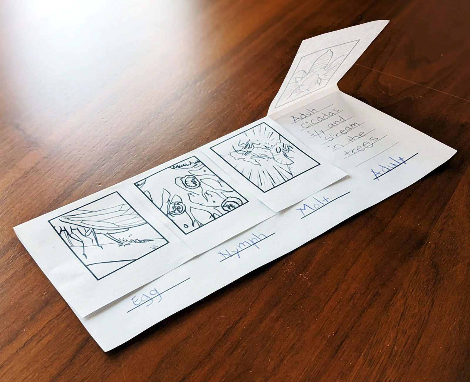 An image of a 4-panel lift-the-flap worksheet where students identify and describe the cicada lifecycle