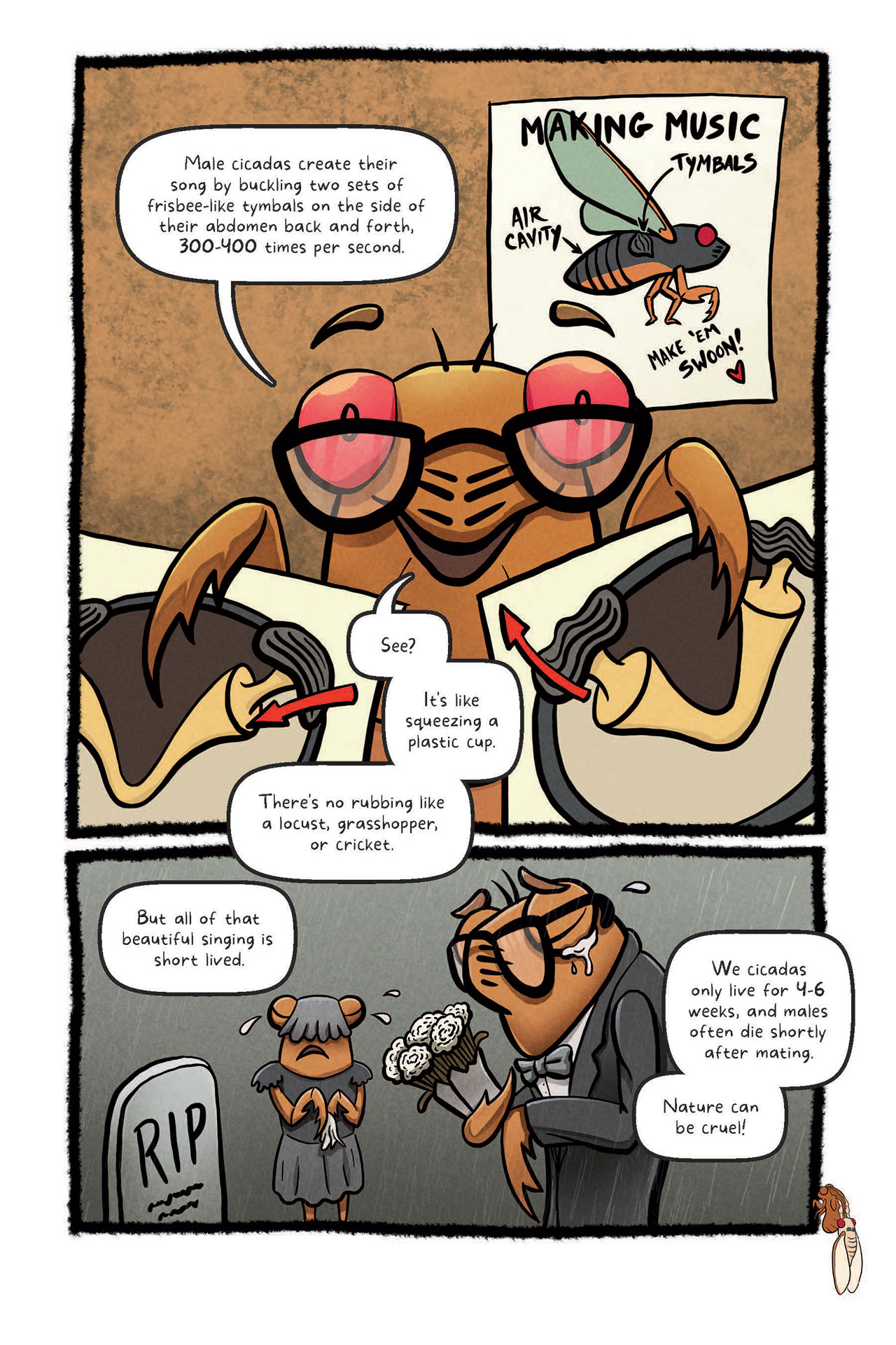 Sample page from the graphic novel Cicadapocalypse - a cicada nymph explains how cicadas make their loud sound