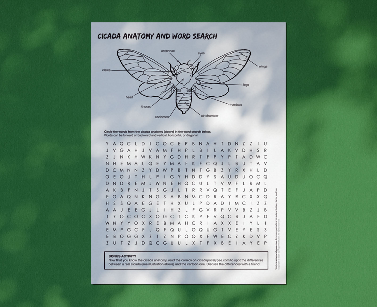 Word search of the anatomy of a cicada