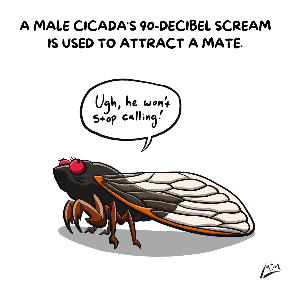 sad animal facts: a male cicada's 90-decibel scream is used to attract a mate
