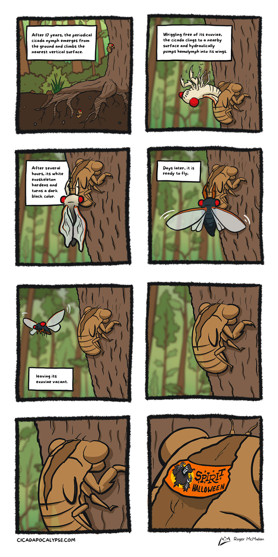 after a cicada emerges, it molts its shell and eventually flies away - but what happens inside that abandoned shell? Spirit Halloween.